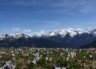 Ferienwohnung Alpenblick