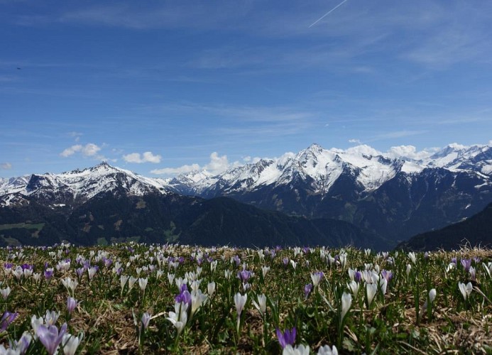 Ferienwohnung Alpenblick