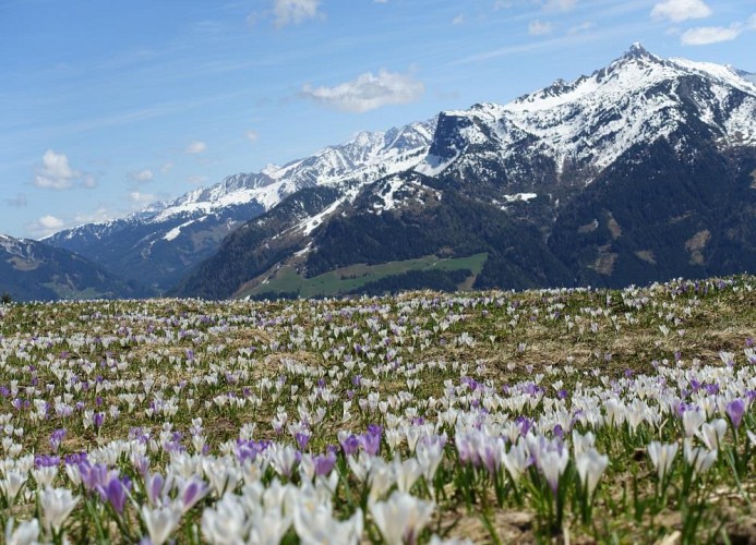 Ferienwohnung Alpenblick